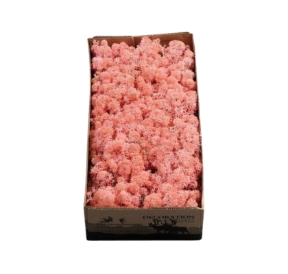 Caja Musgo Preservado Rosa 500g