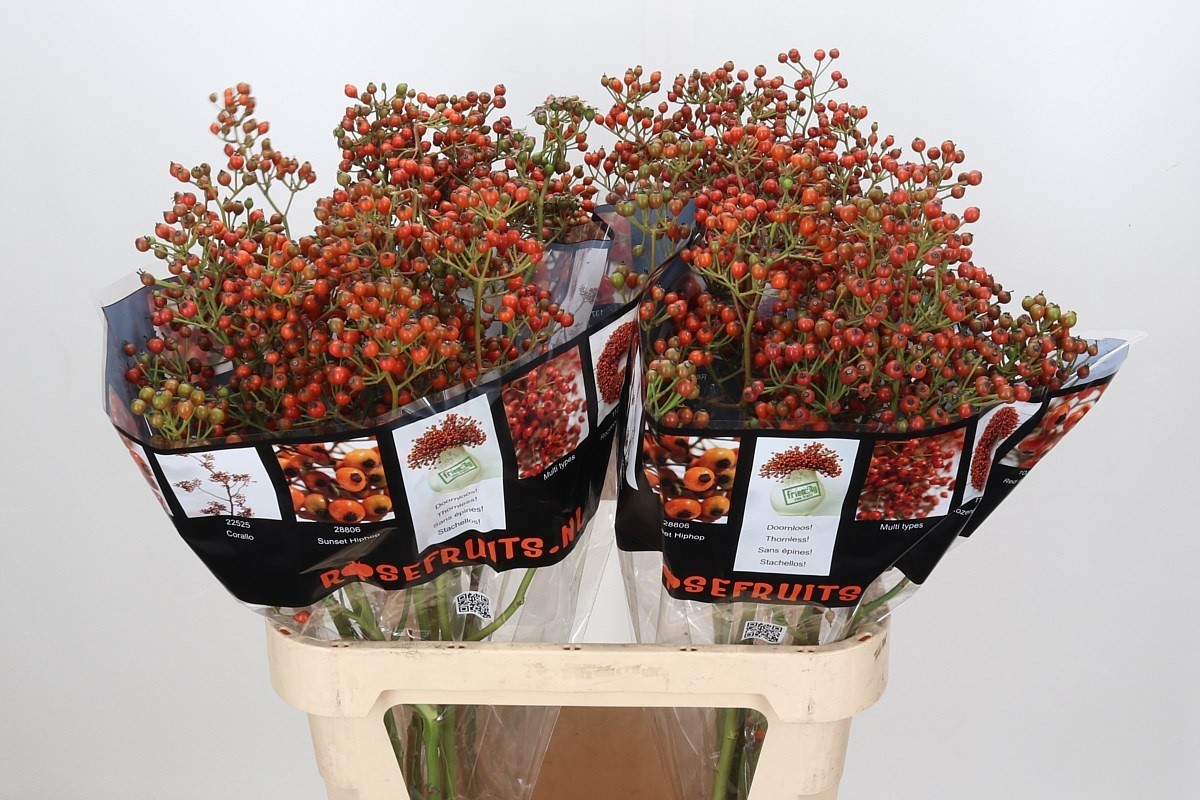 Semilla Rosa Autumn Flush 70cm