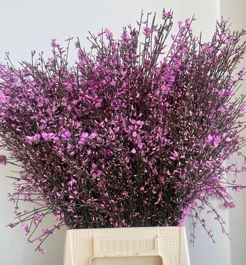 Ginestra Italia Tintada Cerise 70cm 200gr