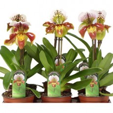 P. Paph Amerika Hyb Mixto 12/50cm x8