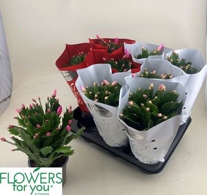 P. Rhipsalidopsis mixto 2kl 11/24cm "CC9"