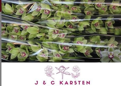 Cymbidium Amazone 80cm Vd.