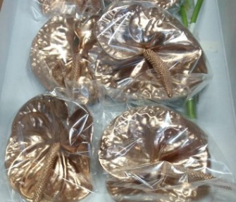 Anthurium Hol. pintado Oro �11  "CC16"