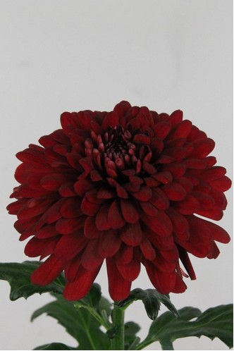 Uniflor Hol. Lamira Red 80gr