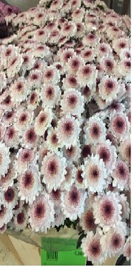 Santini Sweetheart 1300gr "T25" Bic.