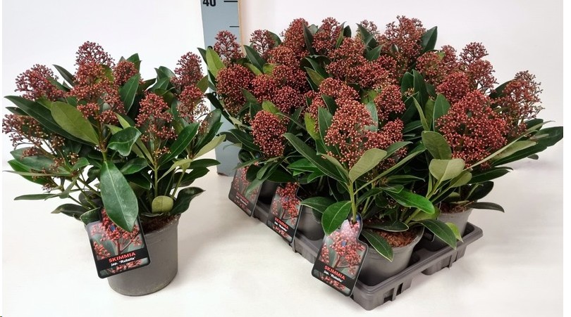 P. Skimia J Rubella 15/30cm x6