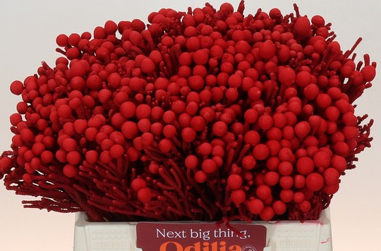 Safari Silver Brunia 40cm Pintado Rojo