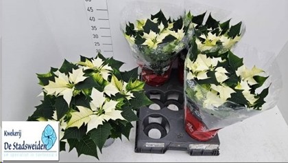 P. Poinsetia P Alaska 15/45cm x5 6F