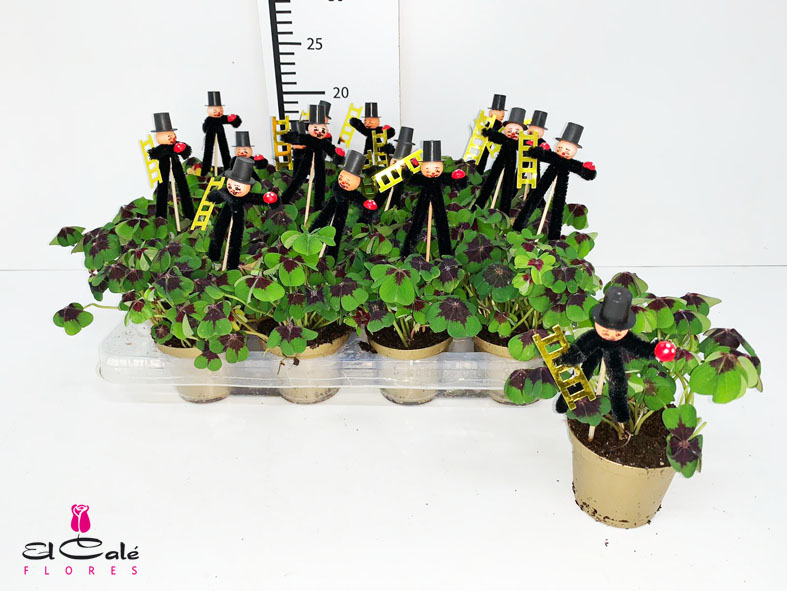 P. Oxalis Deppei (Trebol de la suerte) 9/11cm "CC12"