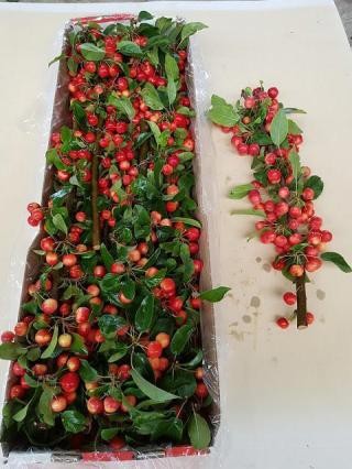 Malus Manzanitas Red Sentinel 50cm "CC25"