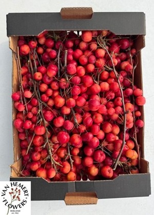 Malus Manzanitas Red Sentinel Caja