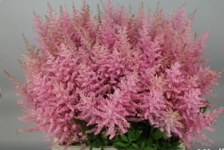 Astilbe Erika 70cm (7 Dias - 2)