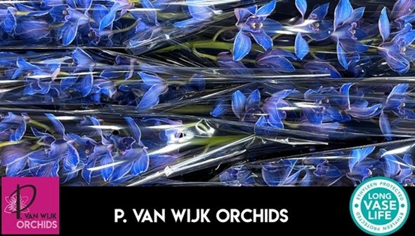 Cymbidium Tintada 80cm Azul (7 Dias - 2�)