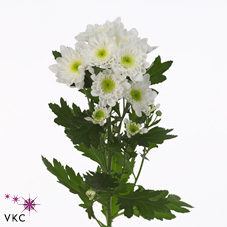 Margarita Hol. Radost 80gr (7 Dias - 2�)