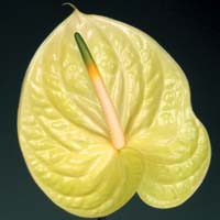Anthurium Hol. Marysia �11 "CC20" (7 Dias - 2�)