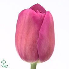 Tulipan Hol. Barcelona 45cm Frs. (7 Dias - 2)