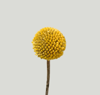 Craspedia Paint Pop 60cm "T25" (7 Dias - 2)