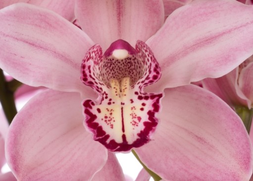Cymbidium Mrs Rebecca Rs 80cm (7 Dias - 2�)
