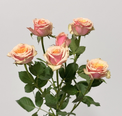 Ramificada Antigua 50cm Vintage (7 Dias - 2)