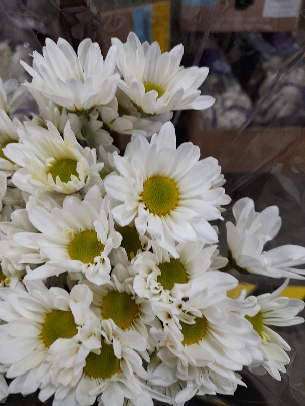 Margarita Col. D. Alma Bl. (7 Dias - 2�)