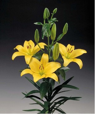 Lilium LA. Hol. Am. Nashville 90cm 5 fl. (7 Dias - 2�)