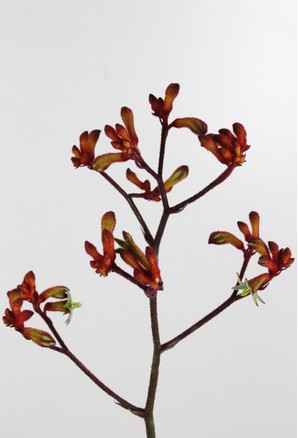 Anigozanthos Early Spring 70cm Rj. (7 Dias - 2�)