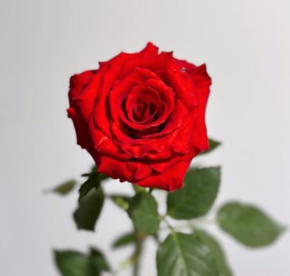 Rosa Ecu. Royal Explorer 70cm Rj (7 Dias - 2�)