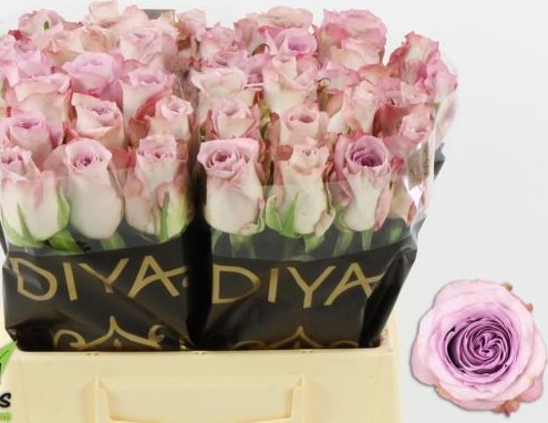 Rosa Hol. Glamorous+ 50cm x10 (7 Dias - 2�)