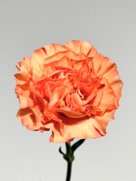 Clavel Nac. 70cm Gobi Nj. (7 Dias - 2�)