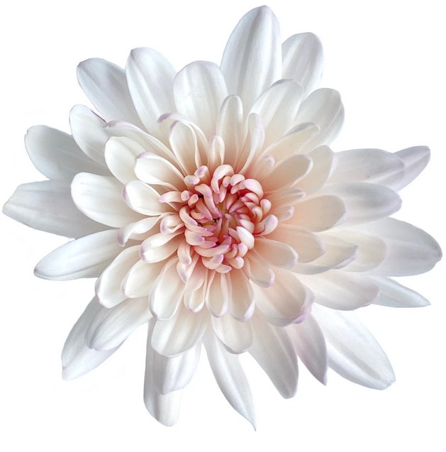 Margarita Col. C. Candid (7 Dias - 2)