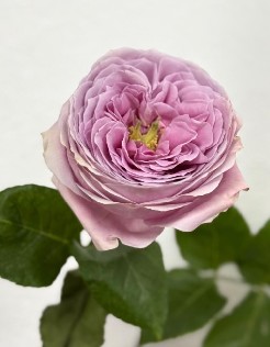 Rosa Ecu. Peonikiss 40cm Rs. (7 Dias - 2�)