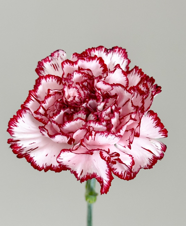 Clavel Hol. 55cm Bacarat Bi. (7 Dias - 2)