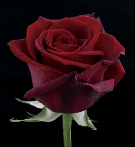 Rosa Ecu. Explorer 70cm Rj "Sely" (7 Dias - 2�)