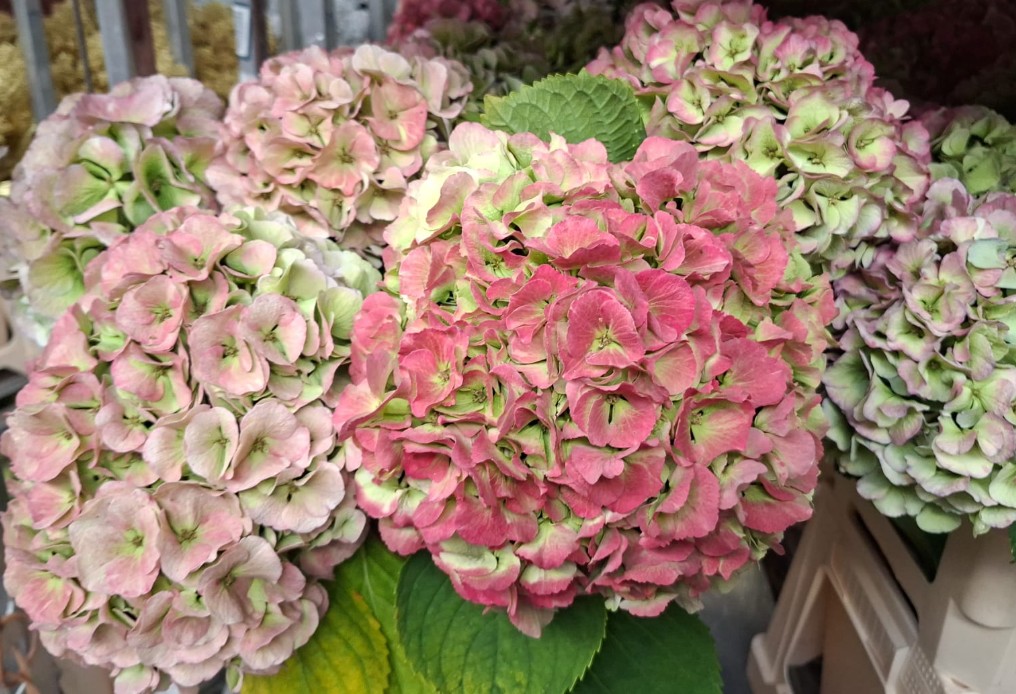 Hortensia Hol. My Heaven Clasic 60cm 16/18cm (7 Dias - 2)