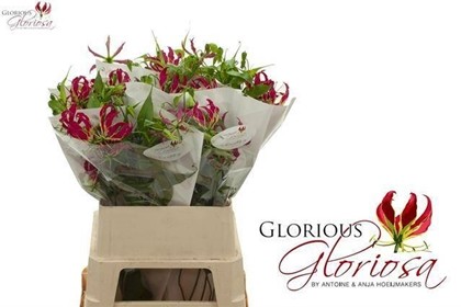 Gloriosa Rothschild 90cm (7 Dias - 2�)