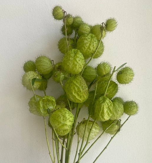 Gonphoricarpus (Asclepia) Moby Dick 60cm 400gr (7 Dias - 2)