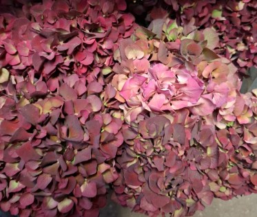Hortensia Hol. Ruby Glow Classic 60cm 16/18 (7 Dias - 2)
