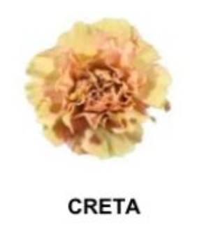 Clavel Col. Fancy Creta (7 Dias - 2)