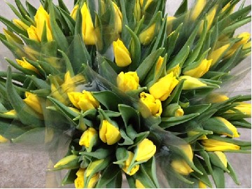 Tulipan Italia Amarillo (7 Dias - 2�)