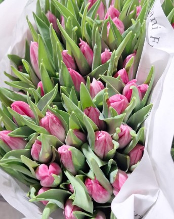 Tulipan Italia Bolroyal Pink (7 Dias - 2�)