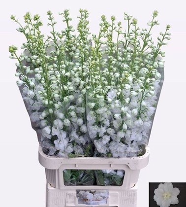 Delphinium Hol. El Aurora White 100cm "T10" (7 Dias - 2)