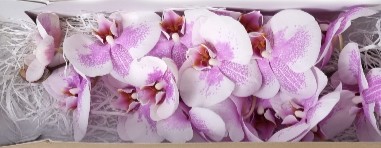 Phalaenopsis Okayama x25 (7 Dias - 2�)