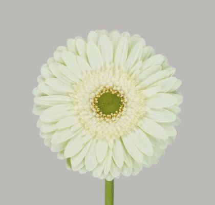 Gerbera Hol. Mint "T25" (7 Dias - 2)