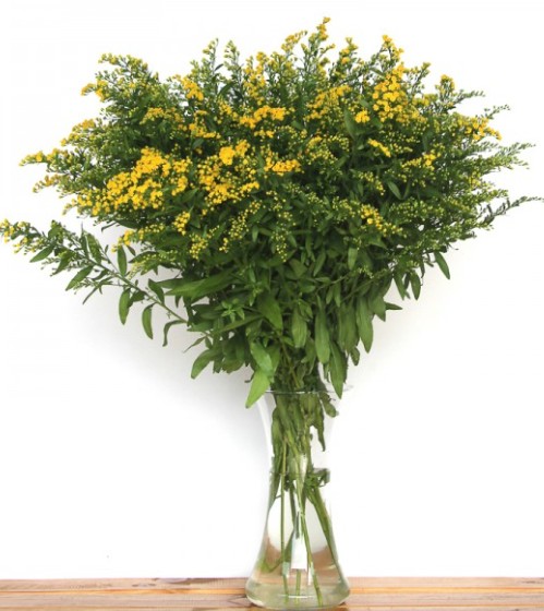 Solidago Italia Golden Glory 70cm "T25" (7 Dias - 2)