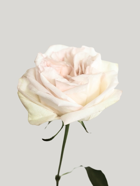 Rosa Ecu. White O'hara 40cm  (7 Dias - 2�)