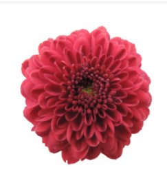 Margarita Col. B. Hotrod Rj.