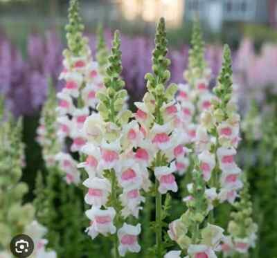 Antirrhinum Italia Appleblos 70cm