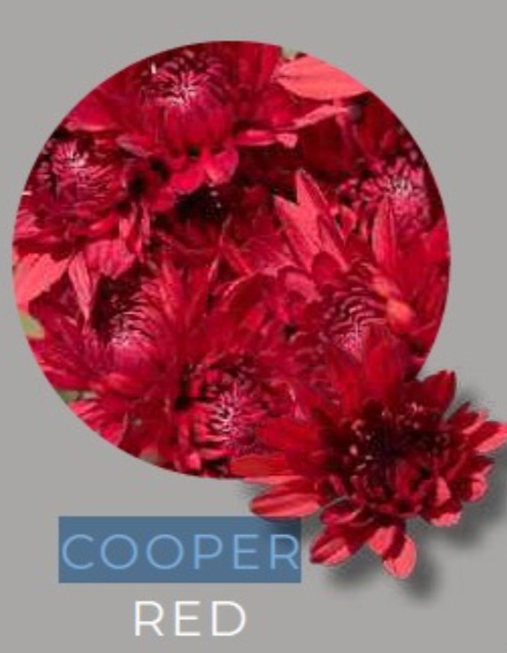 Margarita Col. C. Cooper Red