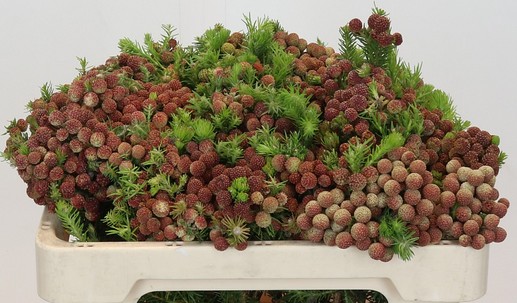 Safari Brunia Paleacea 40cm