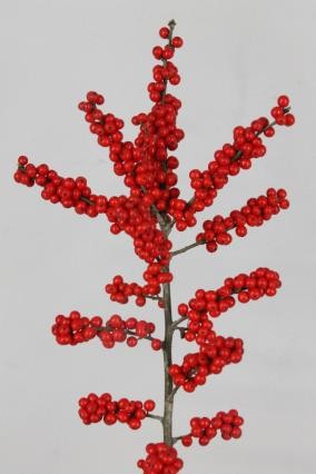 Ilex Brit Buys 60cm